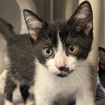 Pugsley -  Domestic Short Hair Cat for Adoption in Hendersonville, North Carolina - Pugsley | PetCurious