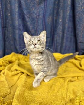 Miss Daisy -  Domestic Short Hair Cat for Adoption in Upper Sandusky, Ohio - Miss Daisy | PetCurious