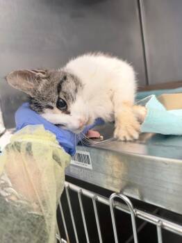 Butternut Squash -  Domestic Short Hair Cat for Adoption - Butternut Squash | PetCurious