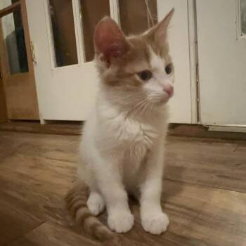 Cooper -  Domestic Short Hair Cat for Adoption in Woodstock, Virginia - Cooper | PetCurious