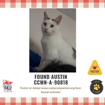 Rescue Domestic Short Hair Cats for Adoption in Rochester, Minnesota - FOUND-Chai | PetCurious