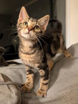 Rowan -  Domestic Short Hair Cat for Adoption in Emerald Isle, North Carolina - Rowan | PetCurious