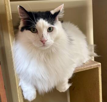 Rescue Domestic Long Hair Cats for Adoption in Huntley, Illinois - Sonny | PetCurious