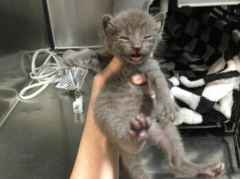 A1909162 -  Domestic Short Hair Cat for Adoption in Thousand Palms, California - A1909162 | PetCurious