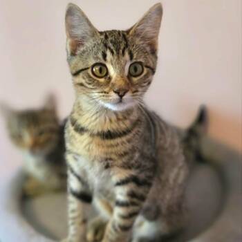 Tammy -  Domestic Short Hair Cat for Adoption in Watertown, Wisconsin - Tammy | PetCurious
