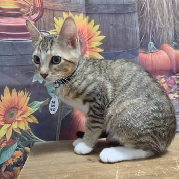Rocky -  Domestic Short Hair Cat for Adoption in Normal, Illinois - Rocky | PetCurious