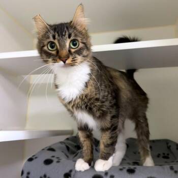 Domestic Medium Hair Cats Available for Adoption - Minnie | PetCurious