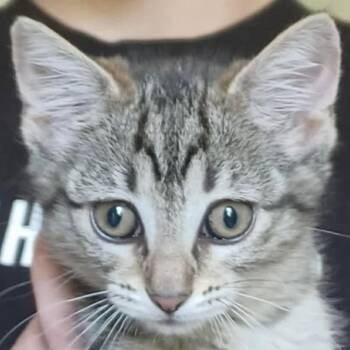 Maicy -  Domestic Short Hair Cat for Adoption - Maicy | PetCurious