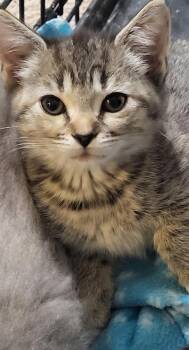 Rescue Domestic Short Hair Cats for Adoption in Raleigh, North Carolina - Lenny | PetCurious