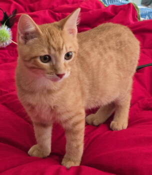 Rescue Domestic Short Hair Cats for Adoption in Oviedo, Florida - Saffron | PetCurious