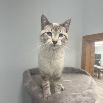 Finn -  Domestic Short Hair Cat for Adoption in Crookston, Minnesota - Finn | PetCurious
