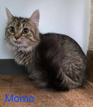 Domestic Short Hair Cats Available for Adoption - Momo | PetCurious