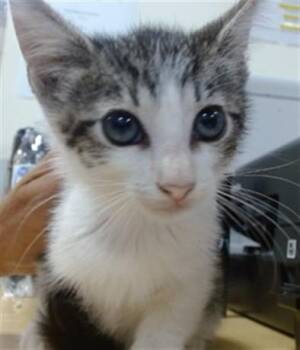 IVANKA -  Domestic Short Hair Cat for Adoption in Doral, Florida - IVANKA | PetCurious
