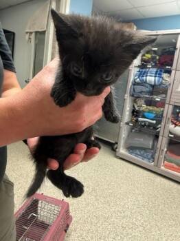 Domestic Short Hair Cats Available for Adoption - Nimbus | PetCurious