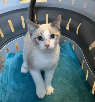 Chip -  Siamese Cat for Adoption in Columbia, South Carolina - Chip | PetCurious