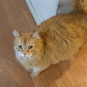Domestic Long Hair Cats Available for Adoption in Reno, Nevada - Mr. Luna | PetCurious