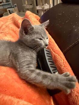 Rooster -  Domestic Short Hair Cat for Adoption in Battle Creek, Michigan - Rooster | PetCurious