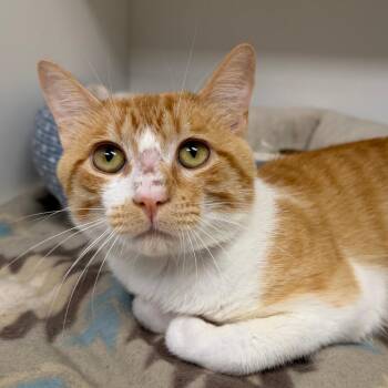 Russell -  Domestic Short Hair Cat for Adoption in Stillwater, Oklahoma - Russell | PetCurious