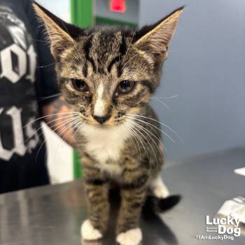 Rescue Domestic Short Hair and Tabby Cats for Adoption in Washington, District Of Columbia - Audrey | PetCurious