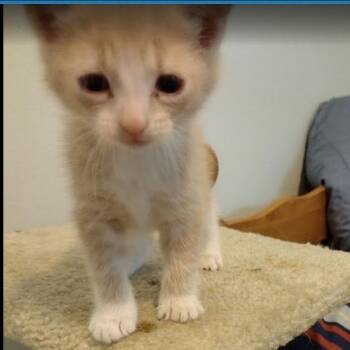 Buster C12461 -  Domestic Short Hair Cat for Adoption - Buster C12461 | PetCurious