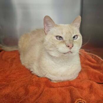 Jackson -  Domestic Short Hair Cat for Adoption in Martinsville, Virginia - Jackson | PetCurious
