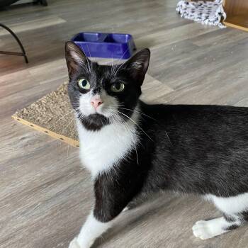 Rescue Domestic Short Hair Cats for Adoption - Macho | PetCurious