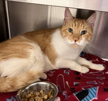 Rescue Domestic Short Hair Cats for Adoption in Liberty, Missouri - George | PetCurious