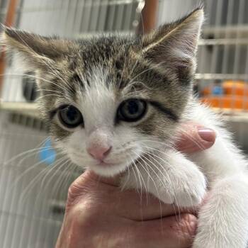 Domestic Short Hair Cats Available for Adoption in Hannibal, Missouri - Tabitha | PetCurious