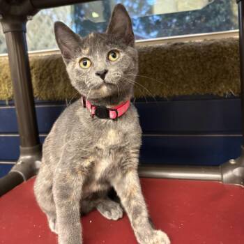 Meowser -  Domestic Short Hair Cat for Adoption in Hopewell, Virginia - Meowser | PetCurious