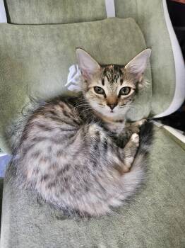 Fluffy -  Domestic Short Hair Cat for Adoption in York, South Carolina - Fluffy | PetCurious
