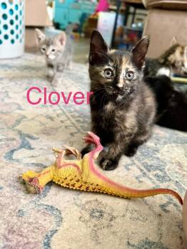 Clover -  Domestic Short Hair Cat for Adoption - Clover | PetCurious