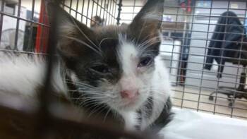 EVE -  Domestic Short Hair Cat for Adoption in Doral, Florida - EVE | PetCurious