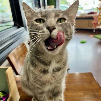 Domestic Short Hair Cats Available for Adoption - Windy | PetCurious