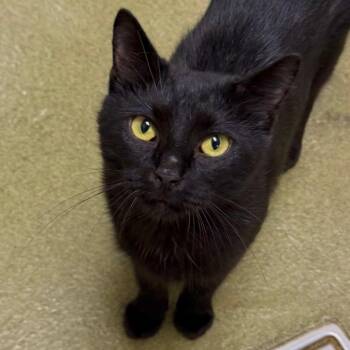 Sabrina -  Domestic Short Hair Cat for Adoption in Harrisonburg, Virginia - Sabrina | PetCurious