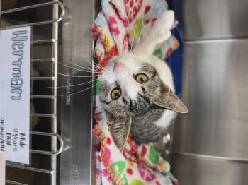 Rescue Domestic Short Hair Cats for Adoption in Blaine, Minnesota - Lady | PetCurious
