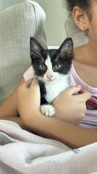 MJ -  Domestic Short Hair Cat for Adoption in Conroe, Texas - MJ | PetCurious