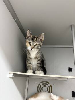 Rescue Domestic Short Hair Cats for Adoption in Dayton, Minnesota - Suspicious | PetCurious