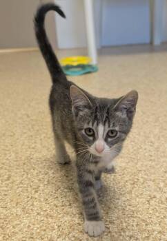 Phillie -  Domestic Short Hair Cat for Adoption in Waupun, Wisconsin - Phillie | PetCurious