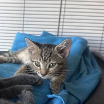 Raine -  Domestic Short Hair Cat for Adoption in Escondido, California - Raine | PetCurious