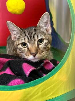 Morgan Freeman -  Domestic Short Hair Cat Available for Adoption in Lake City, Arkansas - Morgan Freeman | PetCurious