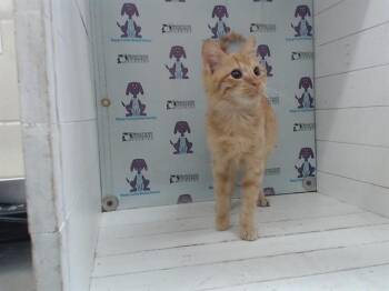 Domestic Short Hair Cats Available for Adoption - A589806 | PetCurious