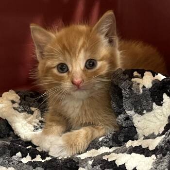 Simon -  Domestic Short Hair Cat for Adoption in Oak Park, Illinois - Simon | PetCurious