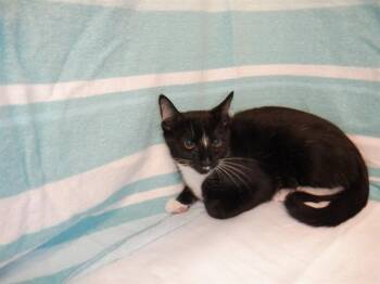 ANOR -  Domestic Short Hair Cat for Adoption in San Jose, California - ANOR | PetCurious