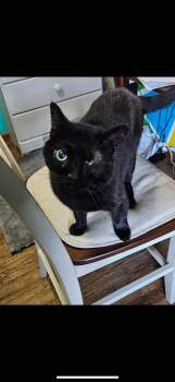 Rescue Domestic Short Hair Cats for Adoption in Black River Falls, Wisconsin - Richard | PetCurious