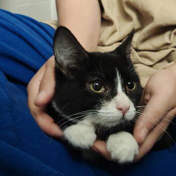 Minnie -  Domestic Medium Hair Cat for Adoption in Escondido, California - Minnie | PetCurious