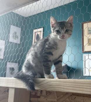 Domestic Short Hair Cats Available for Adoption - Fern | PetCurious
