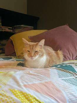 Domestic Long Hair Cats Available for Adoption in Albuquerque, New Mexico - Topaz | PetCurious