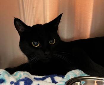 Domestic Short Hair Cats Available for Adoption in Logan, Utah - Mowgli | PetCurious