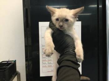 A1925658 -  Domestic Short Hair Cat for Adoption in Thousand Palms, California - A1925658 | PetCurious