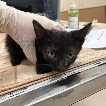 Smoke -  Domestic Long Hair Cat for Adoption in Reno, Nevada - Smoke | PetCurious